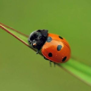 Meet your Posher, Sherrie